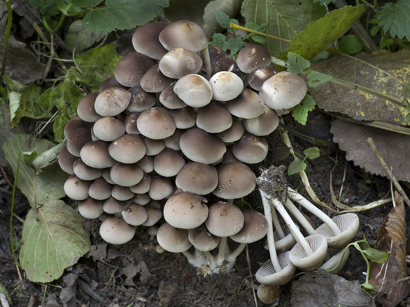 Psathyrella multipedata